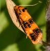 Commophila aeneana